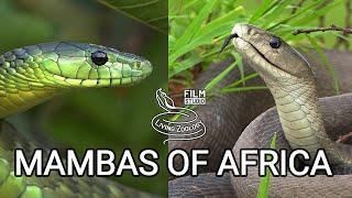 Black mamba and green mambas  - the most feared venomous snakes of Africa, but are they so deadly?