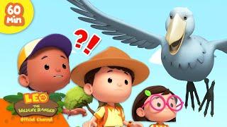  LARGEST BIRDS!  Storks, Pheasants, Emu & more!  | Leo the Wildlife Ranger | Kids Cartoons