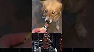 Dog Sad Moments HEARTBREAKING ️‍🩹