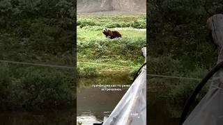 Как медведи портят жизнь геологам? 