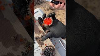 Сезон икряных ежей начался во Владивостоке