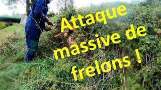 attaque massive de frelons