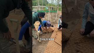 잡초 걱정 끝! 야자매트 깔기 이렇게 해보세요! #야자매트 #정원시공 #셀프시공 #정원친구이오