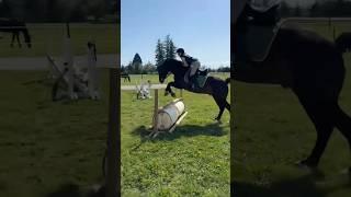 LOWER LEGGG creds to Lucy #horse #feedshorts #equestrian #fypageシ #shorts #ride4pooky #fyp