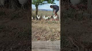 gallinas comiendo sandía 