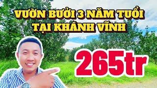 Hạ Giá Sốc ! Vườn Bưởi Da Xanh Khánh Trung Khánh Vĩnh Ba Năm Tuổi | Trực Nhà Đất Khánh Hoà