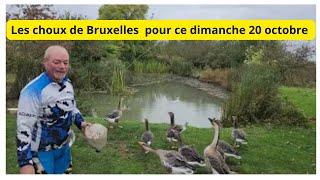 20 octobre Au jardin avec Philippe Vous serez tous sur les choux de Bruxelles