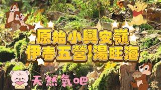 東北黑螞蟻真美味？！  原始森林小興安嶺五營國家森林公園 湯旺河奇石林 天然氧吧 #香港 #旅行團 #秋天 #東北 #伊春 #湯旺河 #五營#金秋 #旅游 #食螞蟻 #螞蟻 #小興安嶺 #好玩