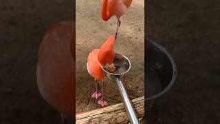 Snack time with Cher the flamingo!  #animals #birds #shorts