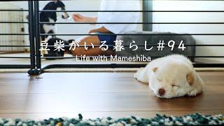 生後20日の子犬たちのモーニングルーティンがこちらです