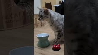 간식을 위해 손을 주고 벨을 누르는 고양이 ㅎㅎ