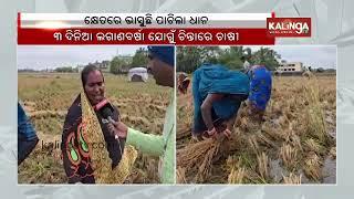 Rain casts cloud on fate of paddy crop, farmers in Odisha's Rajnagar || Kalinga TV