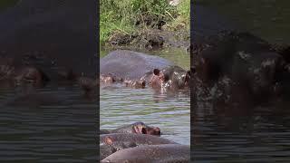 Animals of the Serengeti