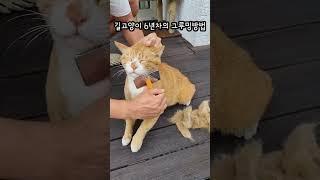 길고양이6년차의 그루밍방법 #고양이 #cat #고양이일상 #cute #제주도 #길냥이 #고양이영상 #귀여운고양이