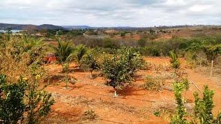 Uma das melhores plantas pra se ter em um pomar