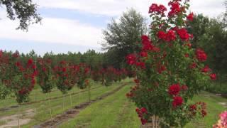 Fast Growing Dynamite Red Crepe Myrtle For Sale