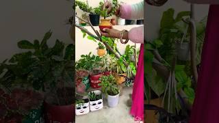 Lucky plant | jade plant #gardening in a small pot #kuber plant #ytshortsvideo