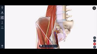 Lateral Femoral Cutaneous Nerve Block