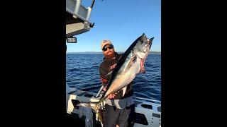 Bluefin Tuna Port Phillip bay Heads