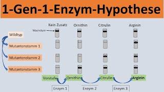 Ein-Gen-Ein-Enzym-Hypothese [Beadle & Tatum Experiment] - [Biologie, Genetik, Oberstufe]