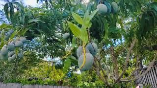 My Seedling Mango Tree Is Fruiting