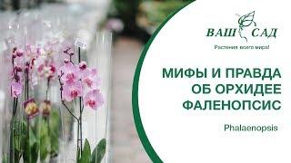 Мифы и правда об Орхидее Фаленопсис Phalaenopsis. Ваш сад