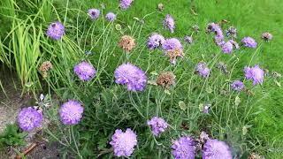 Scabiosa Columbaria "Mariposa Blue" | Backyard Flower