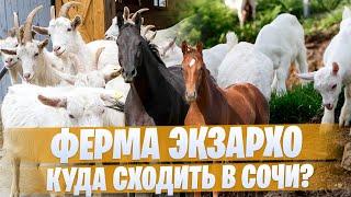 Ферма Экзархо. Интересные места в Сочи. Куда сходить на выходные?