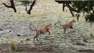 Tiger cubs playing & crossing the Road. GUIDE & SAFARI VIPUL JAIN