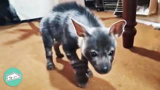 Hyena Pup Chews Boots And Plays With Dogs After Rescue | Cuddle Buddies