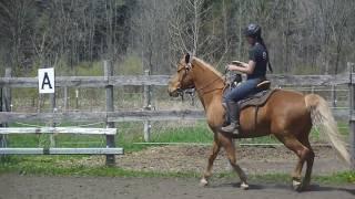 Cantering the gaited horse - part 1 (2016)