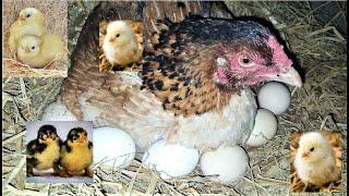 Hen  harvesting  eggs to new born  chicks RESULT || Mian inventions