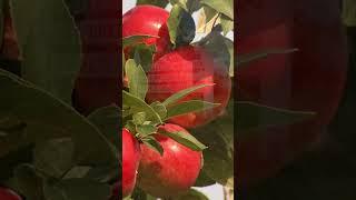 Apple Varieties from the University of Minnesota