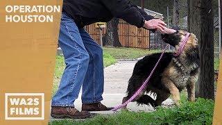 Starving Homeless German Shepherd Dog Rescued from Busy Street - Hope For Dogs | My DoDo