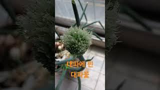 대파에 핀 대파 꽃