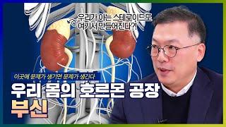 호르몬을 만들어내는 '부신'을 지켜라! | 호르몬 문제로 생기는 질환은? - [나는의사다 968회]