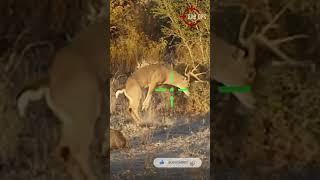 30-30 LEVITATING FACE PLANT #scopecam #shorts #deerhunting #viral #gunops #caceria #bigbuck