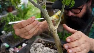 Brazilian Rain Tree Air Layer & Prune - Bonsai-YEAH!