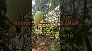 3.000m2 ( 37m x 80m) có nhà có vườn trái cây sổ hồng riêng, giá chỉ 1 tỷ 5