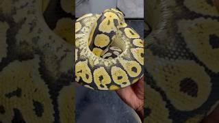 Pastel yellow belly white lace ball python