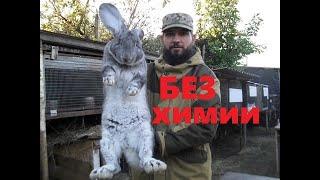 Разведение кроликов. Личный опыт.