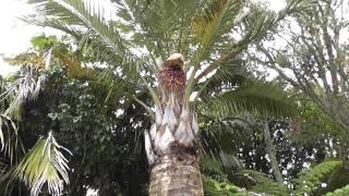 Jubaea Chilensis Flowering for the first time