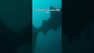 Whale Shark Quiz Time #whales #quiz #trivia #answer #fyp