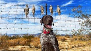 I can't believe this worked! Mojave CHUKAR hunt