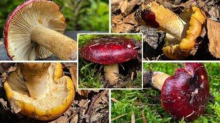 Pilzportrait - Lederstieltäubling, Russula viscida