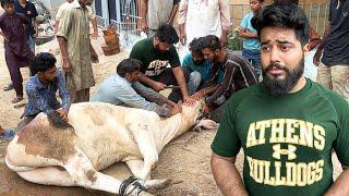 APNEY PAYARE JANWAR ZAM ZAM KO QURBAN KRDIYA  | MY FIRST QURBANI IN MY LIFE SYED FAHAD EMOTIONAL