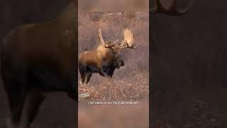 BIG Yukon Bull Moose Hunting #shorts (Would You Shoot?)