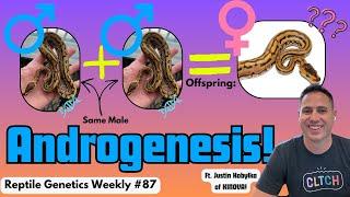 When Nature Skips The Middle-(wo)Man: Androgenesis! - Reptile Genetics Weekly Ep 87