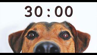 30 Minute Timer for School and Homework - Dog Bark Alarm Sound