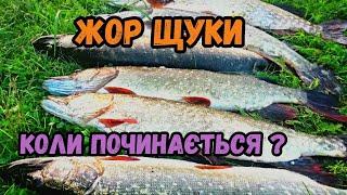 Жор у щуки. Міф чи реальність? Коли починається і як її ловити? Де шукати щук?